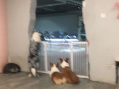 -浣熊柯尔鸭土拨鼠·电玩咖