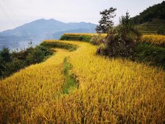 -紫鹊界梯田景区