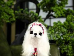 -萌宠之家·腊肠犬·马尔泰·小体犬舍