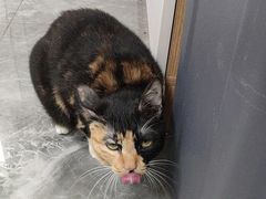 -东莞宠友24H宠物中心医院·转诊夜诊·异宠(新河北路院)