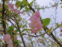 -枫林花海
