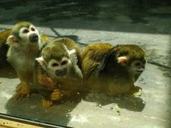 -西安秦岭野生动物园