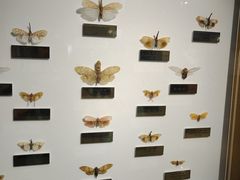 -上海昆虫博物馆