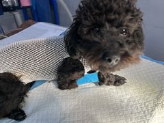 -宠颐生嘉德动物医院