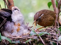 -梧桐山风景名胜区
