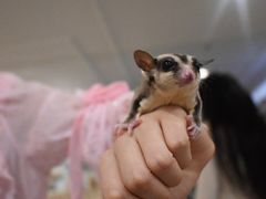 -楼上猫咖(罗湖店)