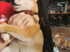 -柴犬高等学院·狗咖·柴犬售卖·宠物训练