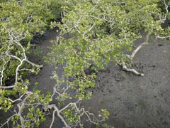 -北海金海湾红树林生态旅游区