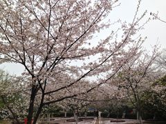 -武汉大学-樱园