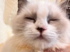 -楼上猫咖(罗湖店)