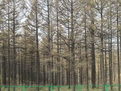 -御道口草原森林风景区