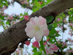 -海棠花溪(元大都城垣遗址公园)