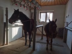 -北京群众马术培训基地