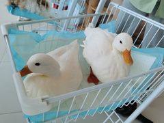 -怪兽屋·羊驼·猫咖·狗咖(俊华广场店)