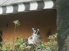 -上海野生动物园