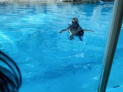 -帝企鹅自助餐厅•儿童岛•真企鹅(长隆企鹅酒店)