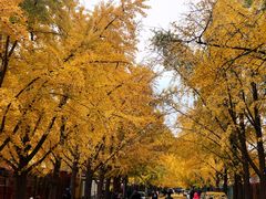 -三里屯东五街银杏大道