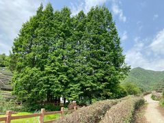 -龙坞茶村