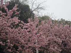 -南山植物园