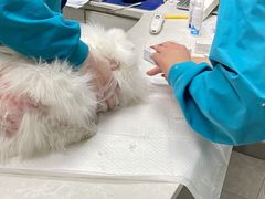 -中农国际动物医院24小时·猫科·骨科·急重症中心