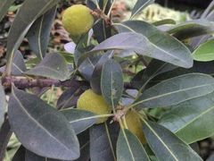 -LELECHA乐乐茶(新街口大洋店)