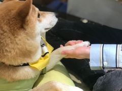 -逗柴咖啡屋·狗咖猫咖宠物桌游
