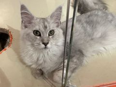 -三花喵·撸猫购宠·宠物生活馆(虹桥南丰城店)