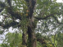 -中国科学院西双版纳热带植物园