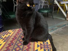 -喵屿·大理花园猫咖