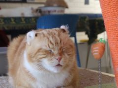 -平行世界·猫咖(首经贸店)