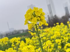 -梁鸿国家湿地公园