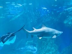 -海合安成都极地海洋公园