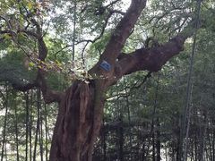android_upload_pic-塔川景区