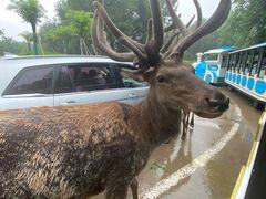 -北京野生动物园