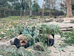 -都江堰中华大熊猫苑