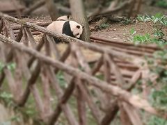 -成都大熊猫繁育研究基地