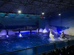 -秦皇岛乐岛海洋王国