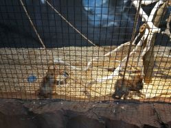 -酷嗒动物文化乐园(cutezoo西溪乐天城店)