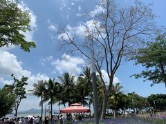 -深圳湾公园(南山区)