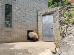 -都江堰中华大熊猫苑