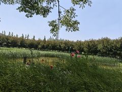 -上海长兴岛郊野公园