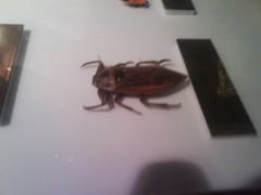 -上海昆虫博物馆