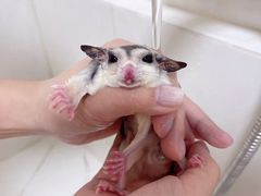 -悠尼宠物·独立低压伊珊娜洗护·美容·寄养(兰谷路店)