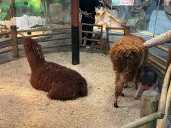 -Zoolung Zoolung动物主题公园(海信广场店)