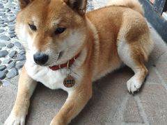 -柴犬高等学院·狗咖·柴犬售卖·宠物训练