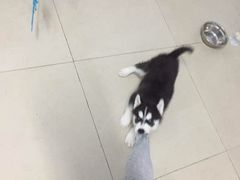 -翊宠yipet猫狗购宠庄园犬舍•猫舍