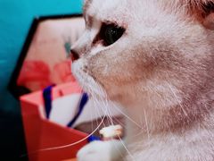 -猫小院猫主题咖啡厅(北锣店)