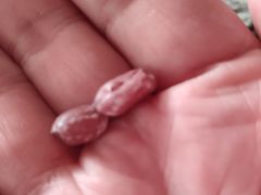 -Long Bar(莱佛士酒店)