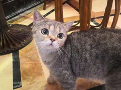 -猫色咖啡·猫咖