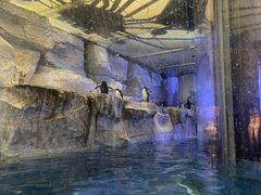 -海合安青岛极地海洋公园